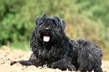 BOUVIER DES FLANDRES 367